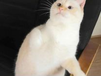 Тайский кот кастрированный и веселая кошка