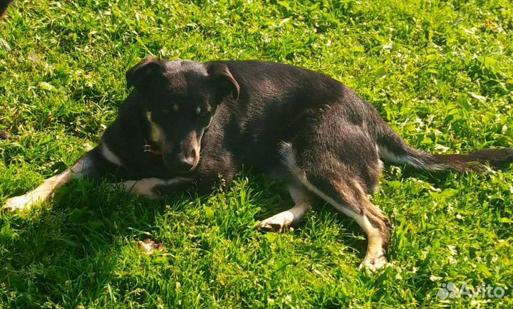 Собака в добрые руки