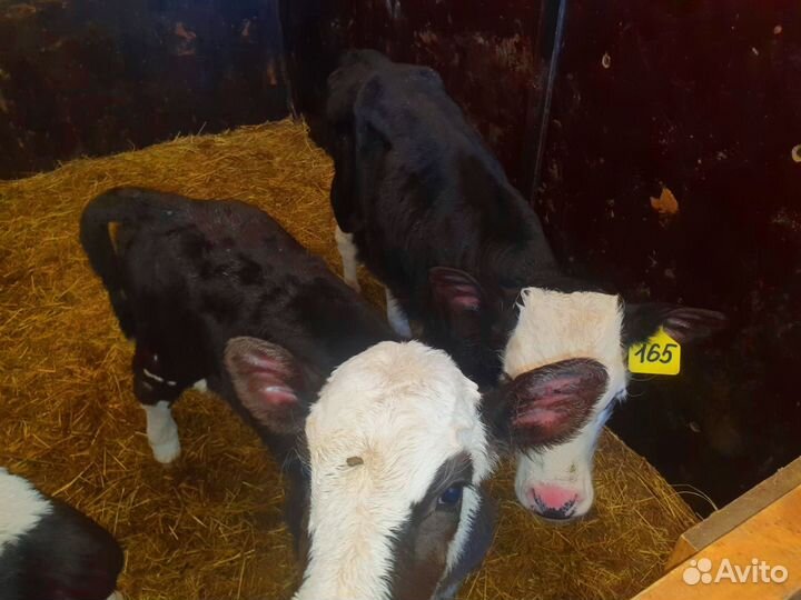 Телята с доставкой и выбором