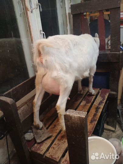 Козлочки. 8 месяцев на племя