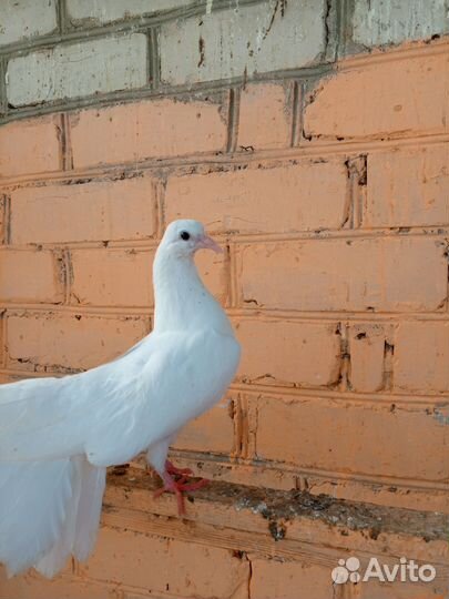 Голубь