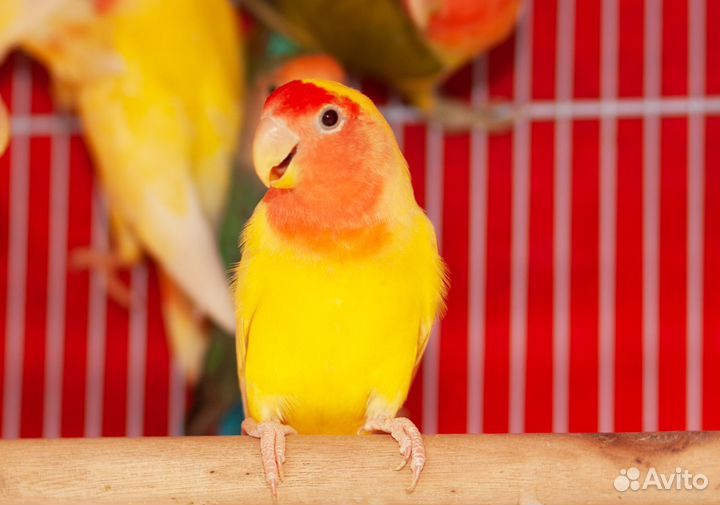 Розовощекие птенцы