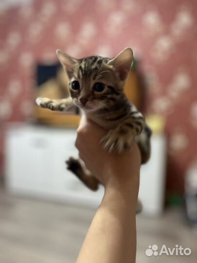 Бенгальская котята