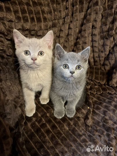 Британские котята
