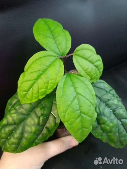 Клеродендрум Томсон