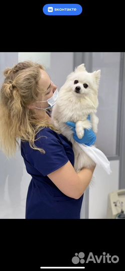 Кастрация, стерилизация, вакцинация