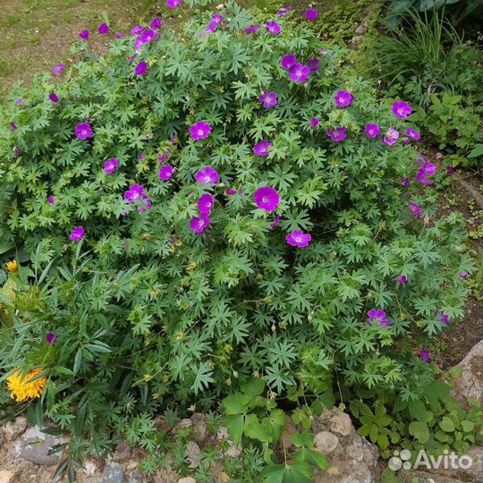Герань садовая многолетняя
