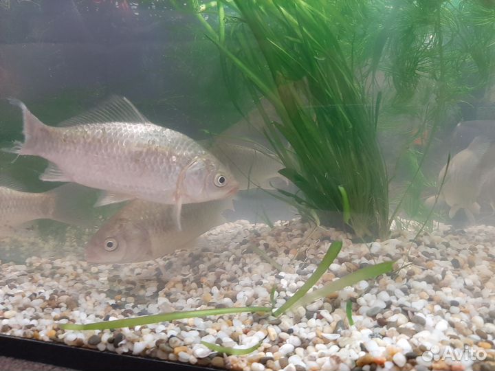 Живец карась