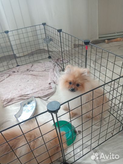 Померанский шпиц