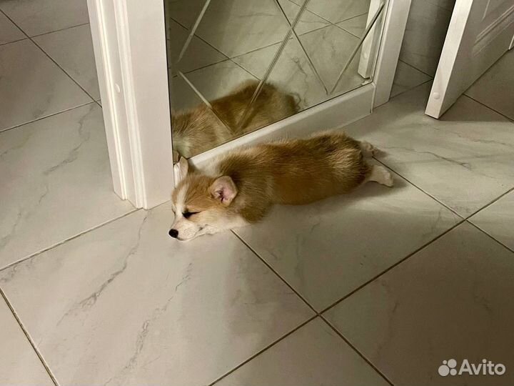 Щенок корги мальчик