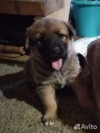 Щенки лайки