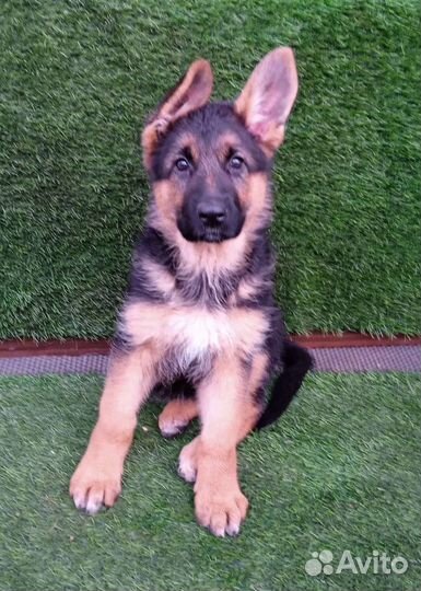 Немецкая овчарка