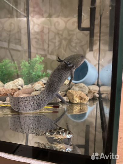 Аксолотли + аквариум
