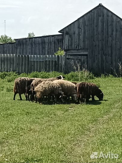 Овцы, бараны, стадо овец