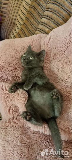 Кошка в дар бесплатно