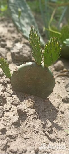 Кактус уличный морозостойкий с желтыми цветами