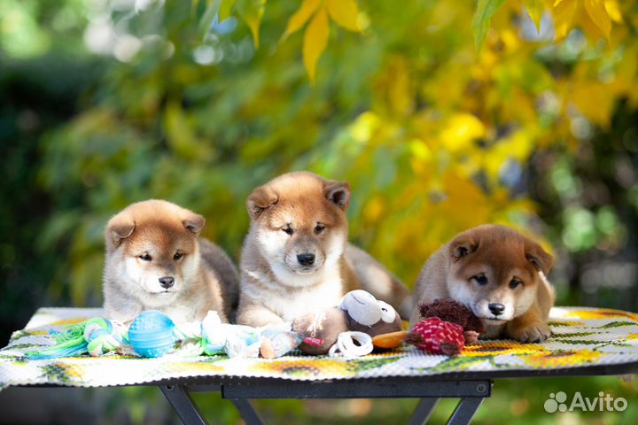 Щенки сиба ину