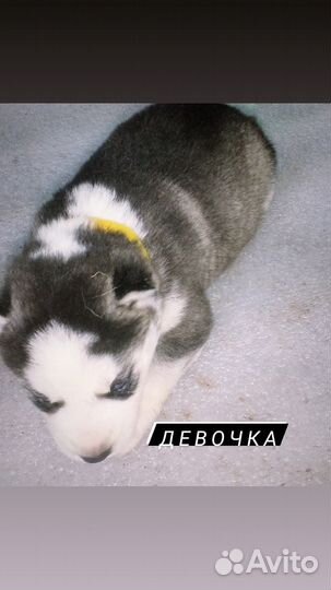 Щенки сибирской хаски