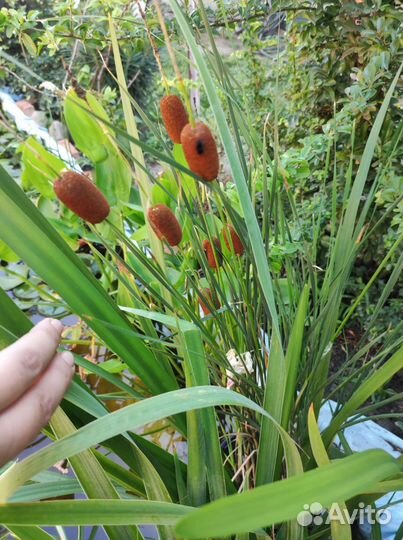 Водные растения