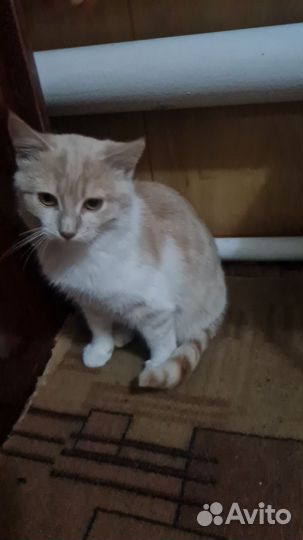 Котёнок бежевый, белый