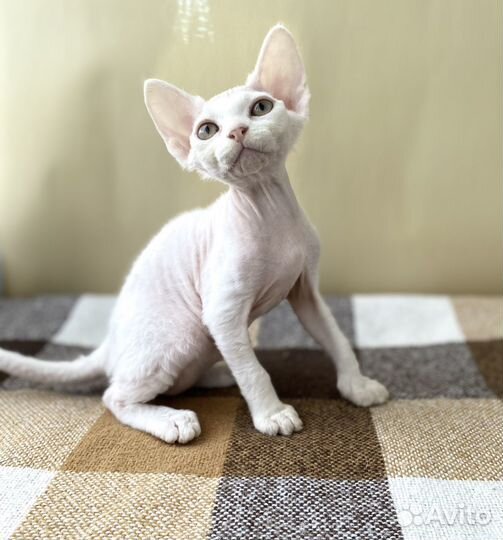 Котята Девон Рекс