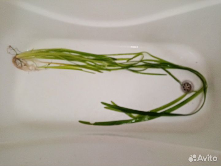 Аквариумные растения прополка