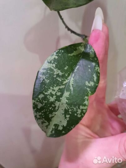 Hoya Nabawanensis var., Nevrosa Jokul