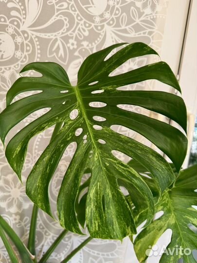 Монстера океан минт