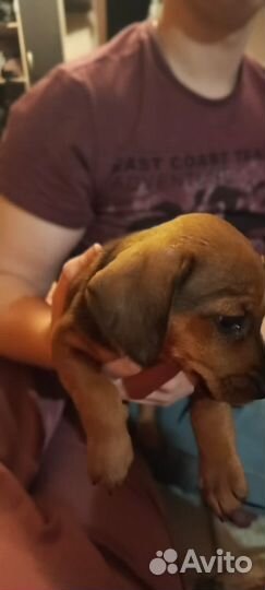 Отдам в добрые руки