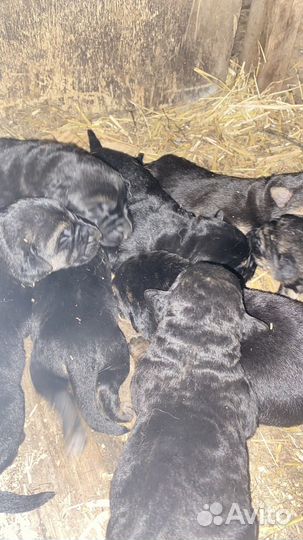 Щенки немецкой овчарки