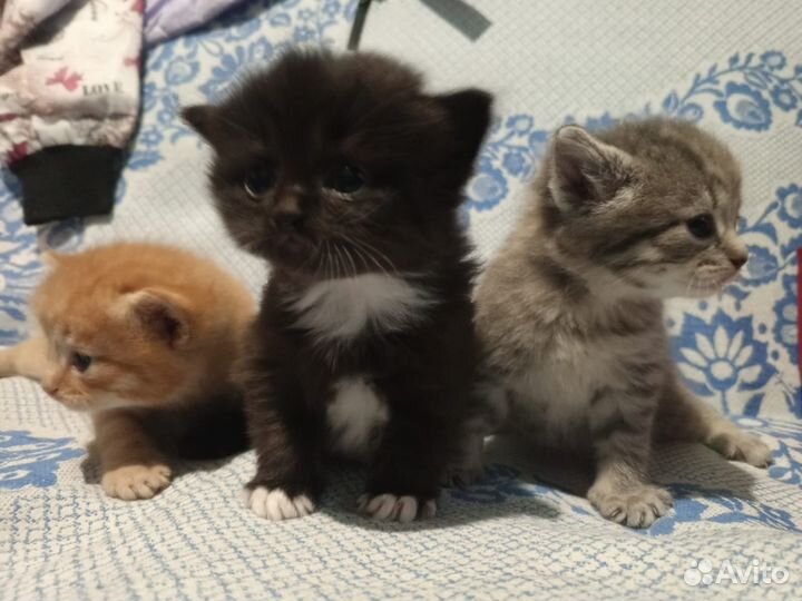 Кошка в дар бесплатно