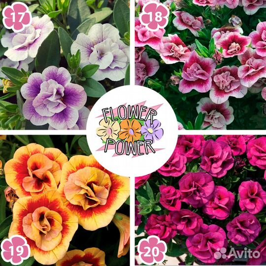 Вегетативная калибрахоа