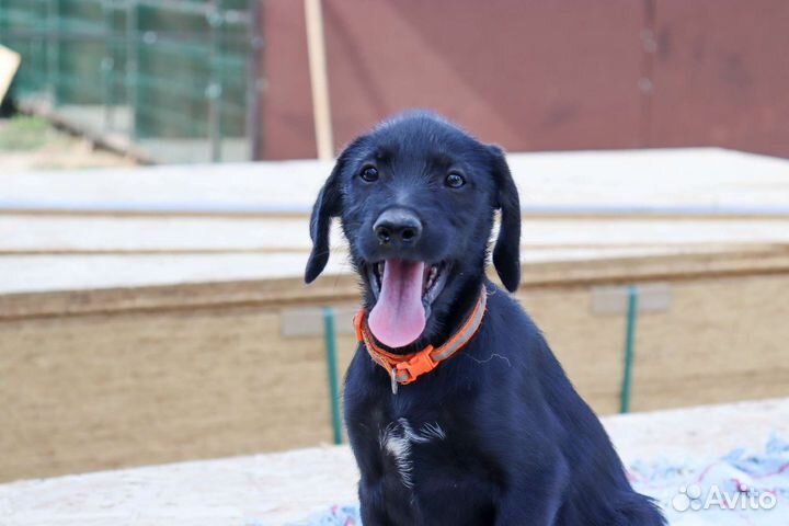 Тесла в дар