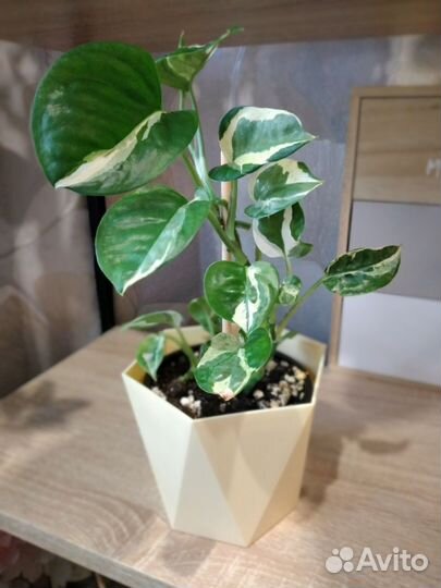 Комнатные растения: сансевиерия, эпипремнум и д.р