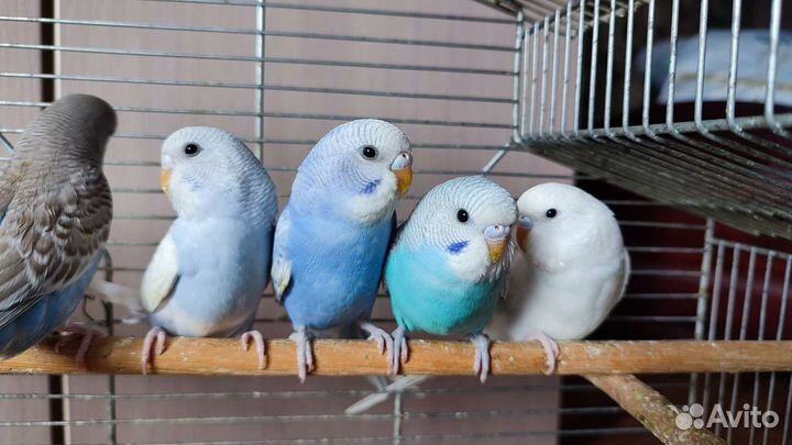 Птенцы волнистый попугай