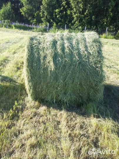 Сено покос 2023 года