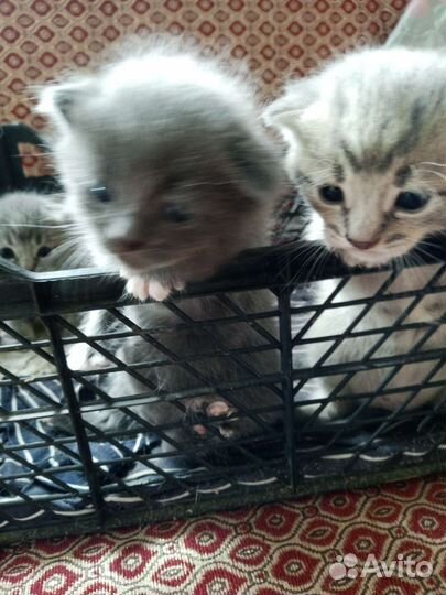 Британская