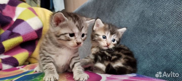 Котёнок курильский бобтейл