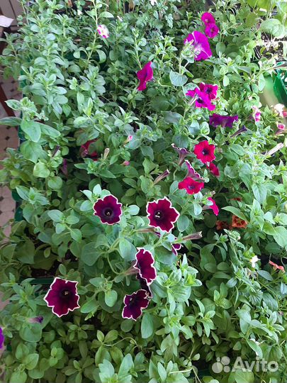 Вегетативная петуния и калибрахоа