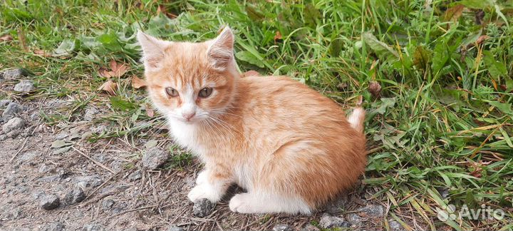 Котёнок (кот)