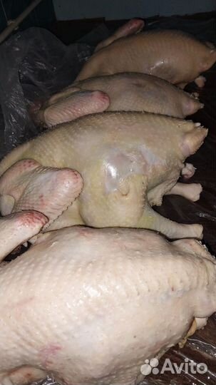 Мясо домашней индейки