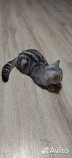 Клубная кошечка