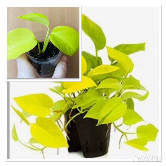 Сциндапсус эпипремнум