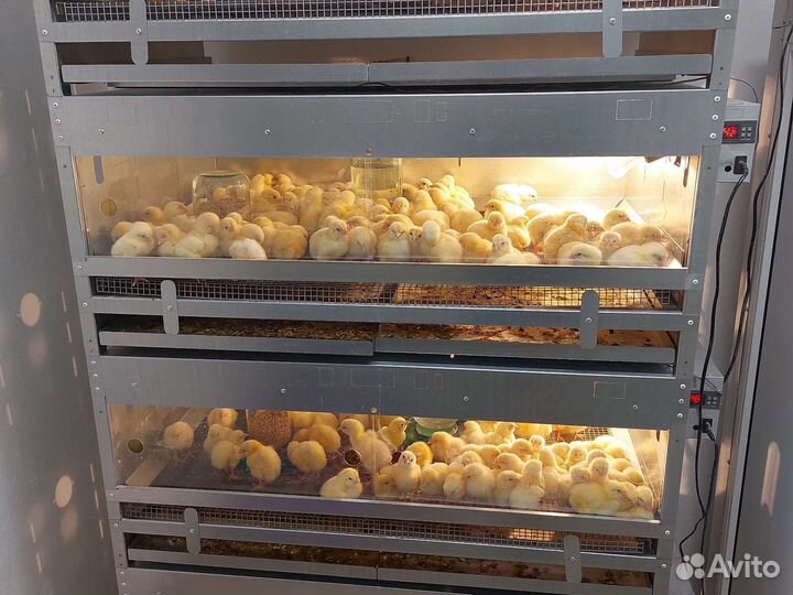 Цыплята бройлеров