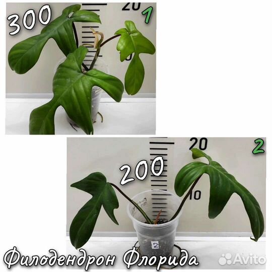 Филодендроны