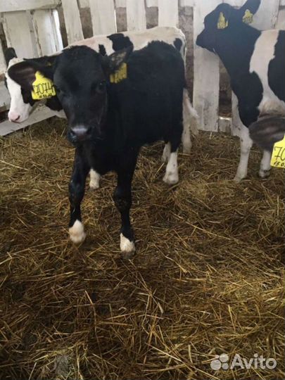 Телята бычки