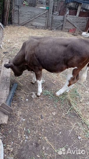 Коровы и телята