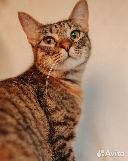 Европейская