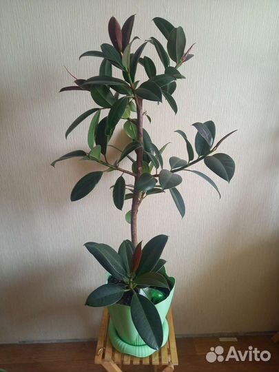 Фикус каучуконосный 95 см