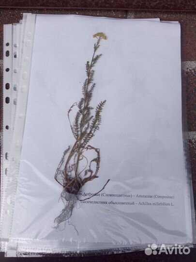 Гербарий 15 штук